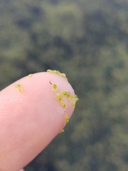 Wolffia brasiliensis