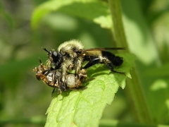 Laphria sacrator