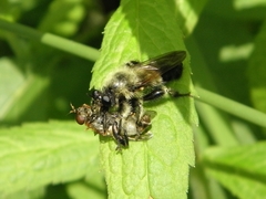 Laphria sacrator
