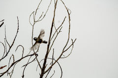 Poecile atricapillus