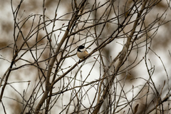 Poecile atricapillus