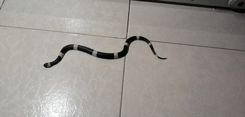 Zweifel’s Snail-Eating Snake
