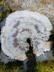 Placopsis lambii