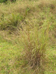 Andropogon aequatoriensis