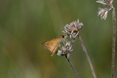 Hesperia meskei straton