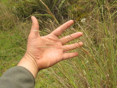 Andropogon aequatoriensis