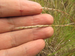 Andropogon aequatoriensis
