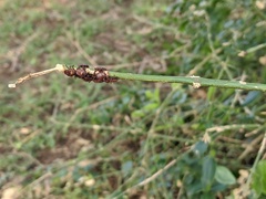 Rhipicephalus maculatus