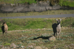 Odocoileus virginianus ustus