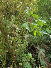 Sciodaphyllum cartagoense