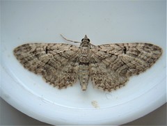 Eupithecia interruptofasciata