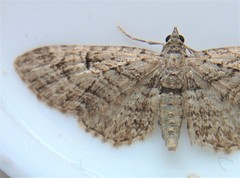 Eupithecia interruptofasciata