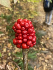 Arisaema dracontium