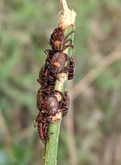 Rhipicephalus maculatus