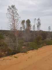 Codonocarpus cotinifolius