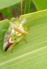 Tylospilus