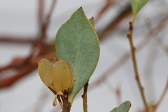 Codonocarpus cotinifolius