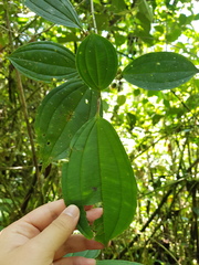 Blakea henripittieri