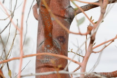 Codonocarpus cotinifolius