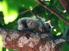 Sciurus variegatoides dorsalis
