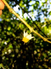 Blakea henripittieri