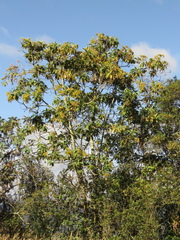 Verbesina crassiramea