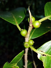 Ficus cervantesiana