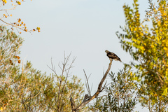 Buteo jamaicensis