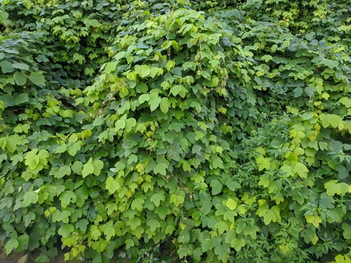 Pueraria montana