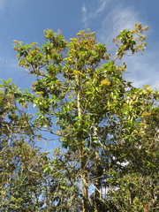 Verbesina crassiramea