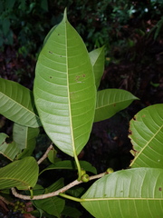 Ficus cervantesiana