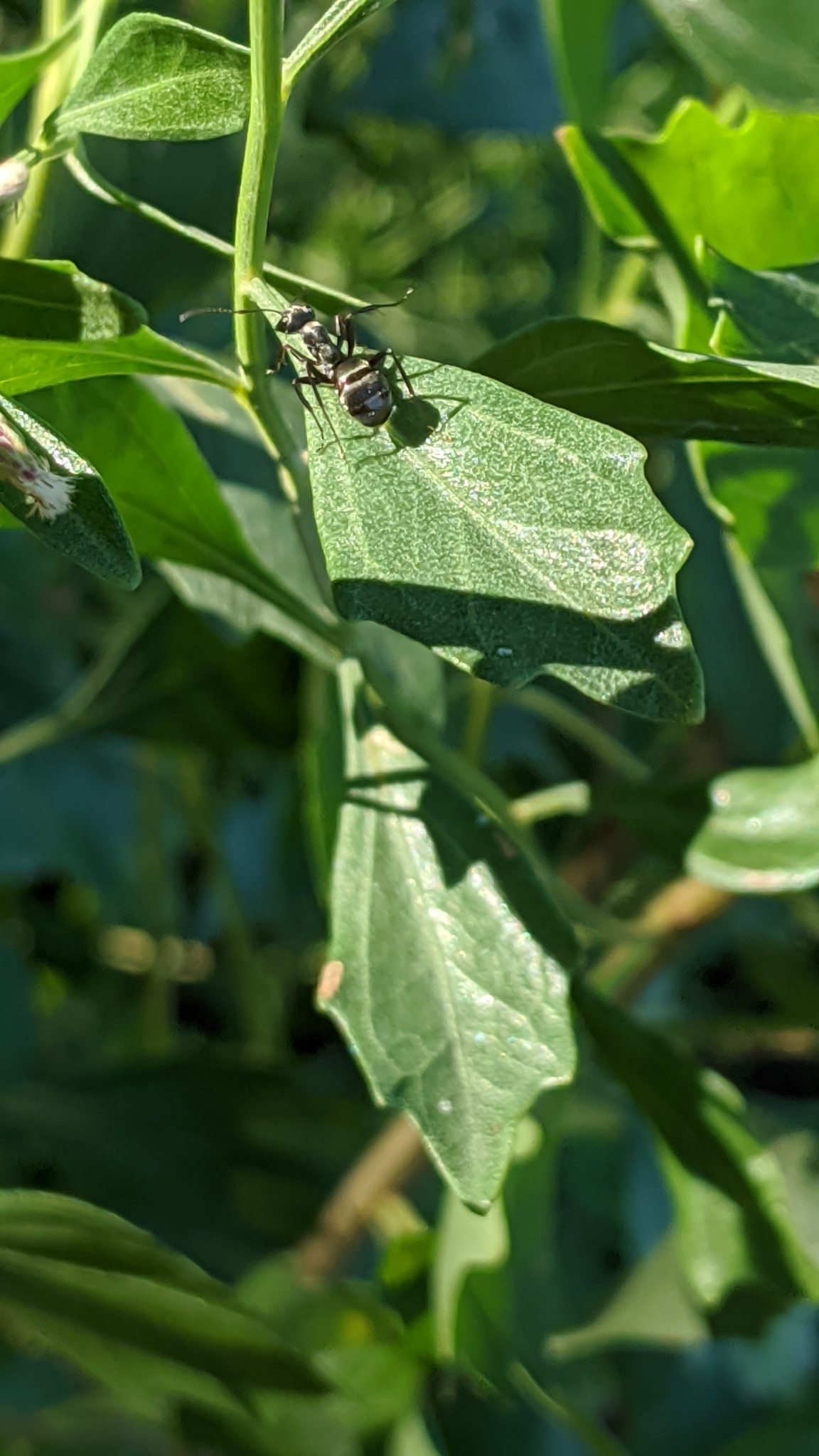 Formica subsericea