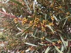 Eucalyptus leptophylla