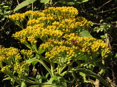 Verbesina crassiramea