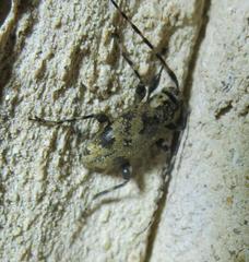 Graphisurus triangulifer