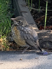 Turdus migratorius