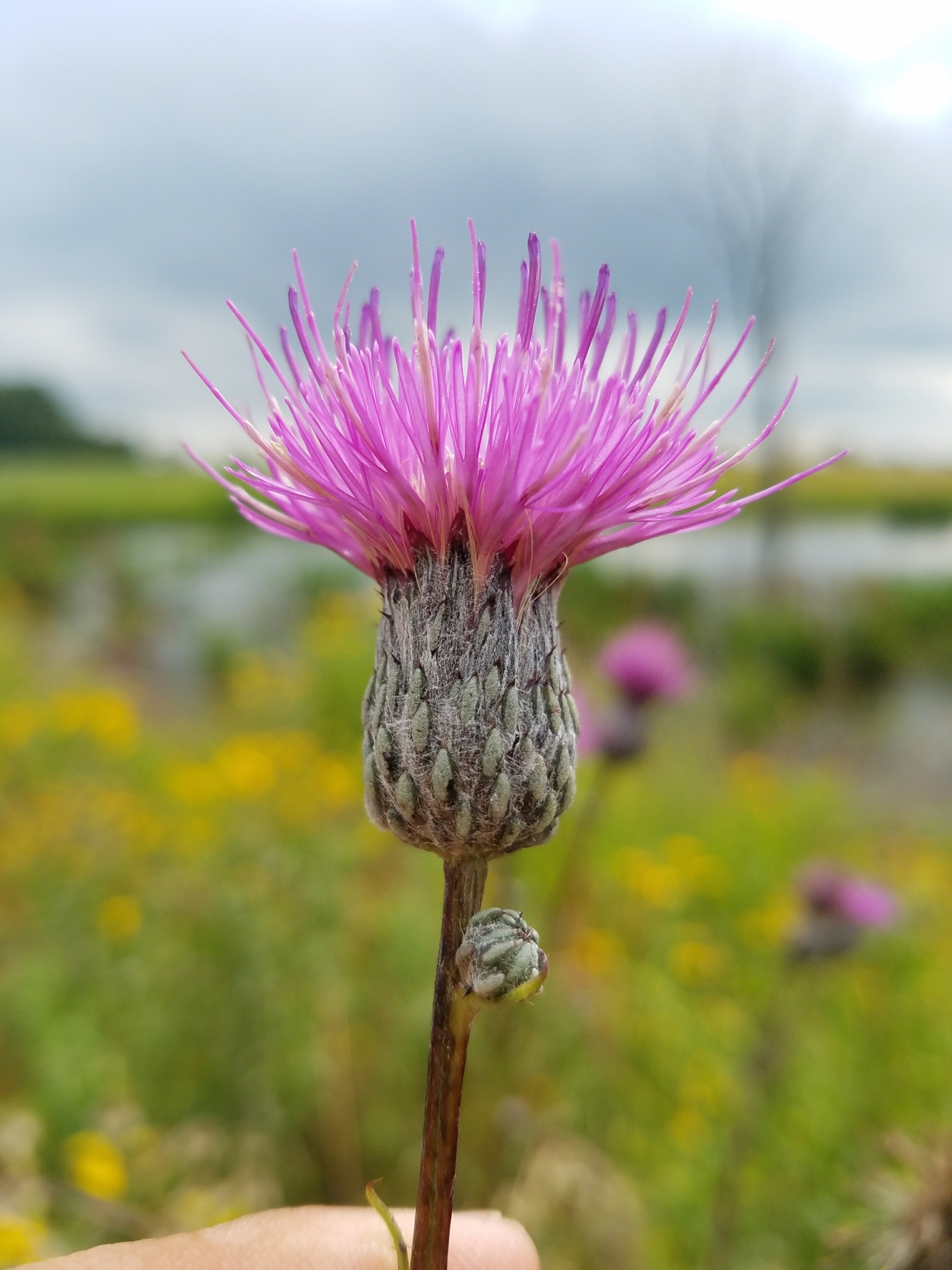 Cirsium muticum