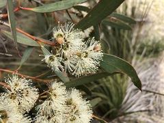 Eucalyptus diversifolia