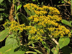 Verbesina crassiramea