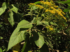 Verbesina crassiramea