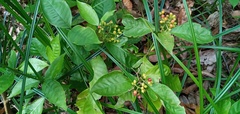 Psychotria carthagenensis
