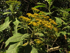 Verbesina crassiramea