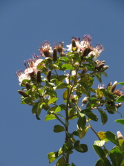 Barnadesia spinosa