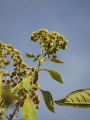 Verbesina crassiramea