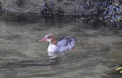 Mergus merganser