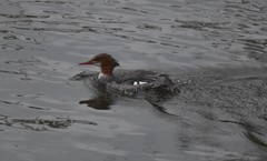 Mergus merganser