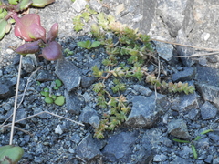 Crassula mataikona