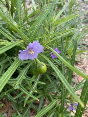 Solanum vescum