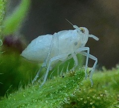 Pissonotus