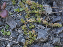 Crassula mataikona